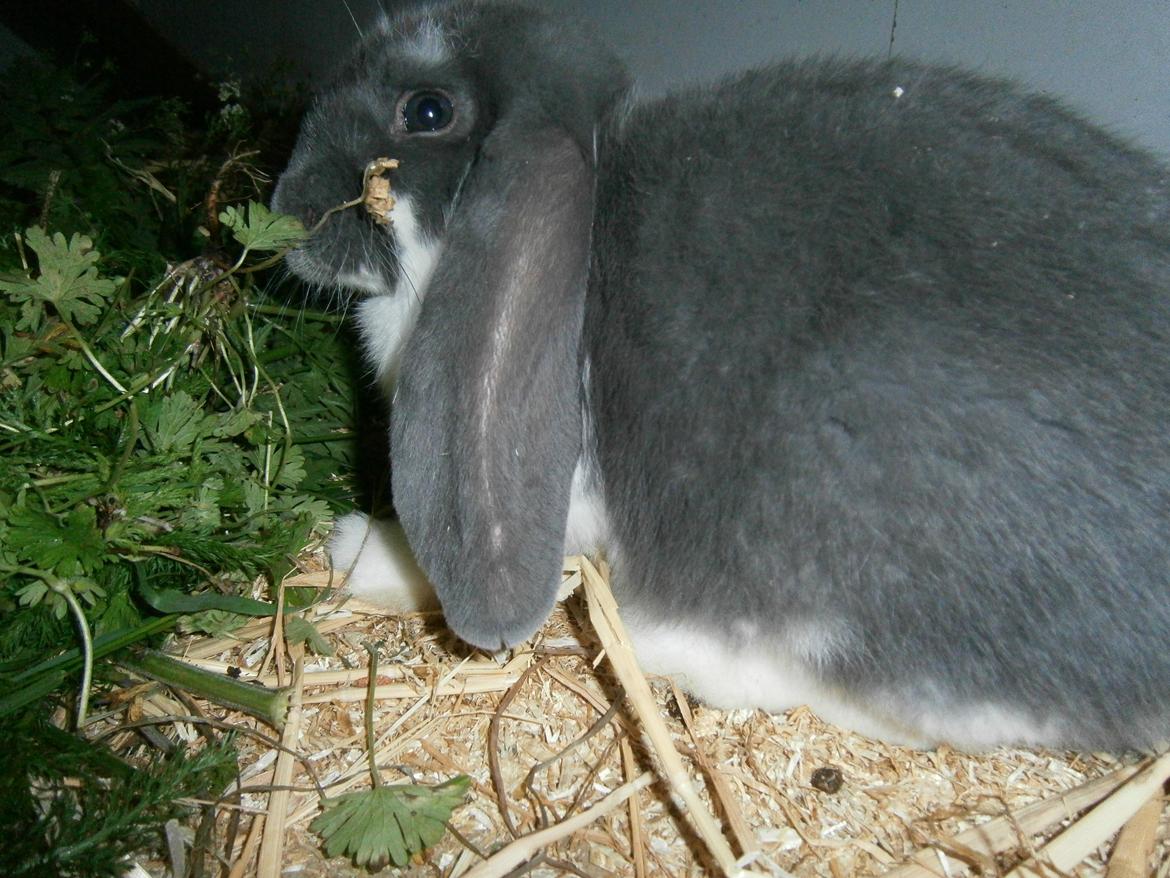 Kanin Constance billede 3