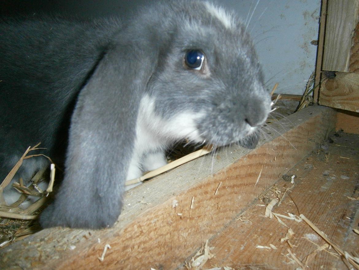 Kanin Constance billede 4