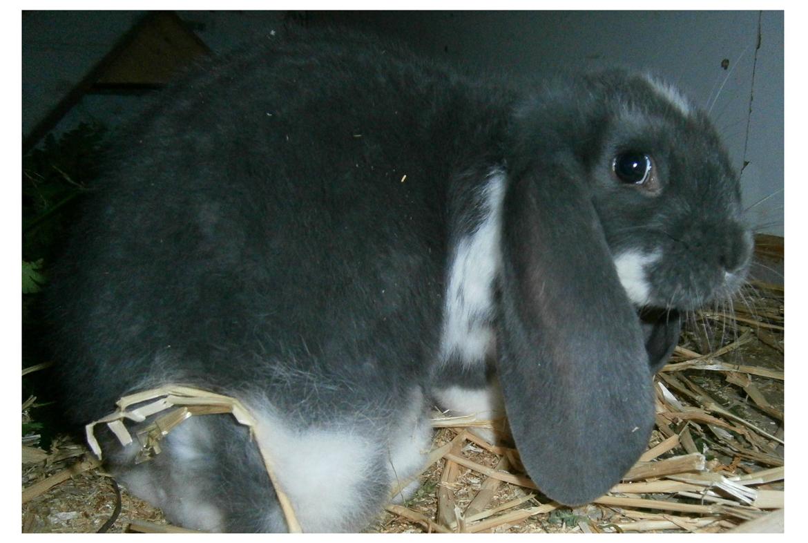 Kanin Constance billede 5