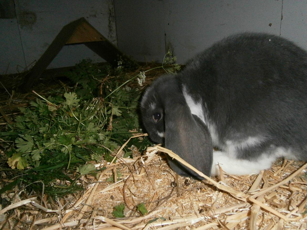 Kanin Constance billede 6