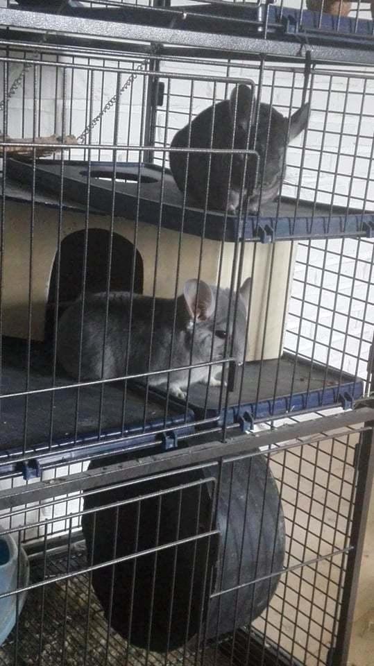 Chinchilla Baloo - Både Baloo og Meeko skal da lige holde øje med hvad mor laver :) billede 7