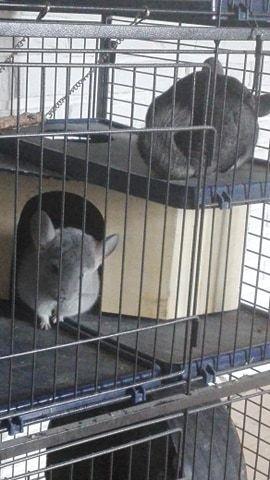 Chinchilla Meeko - Meeko er lidt nysgerrig hvorfor Baloo er fornærmet :) billede 6