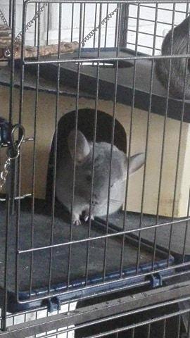 Chinchilla Meeko - Meeko er nysgerrig :) billede 3