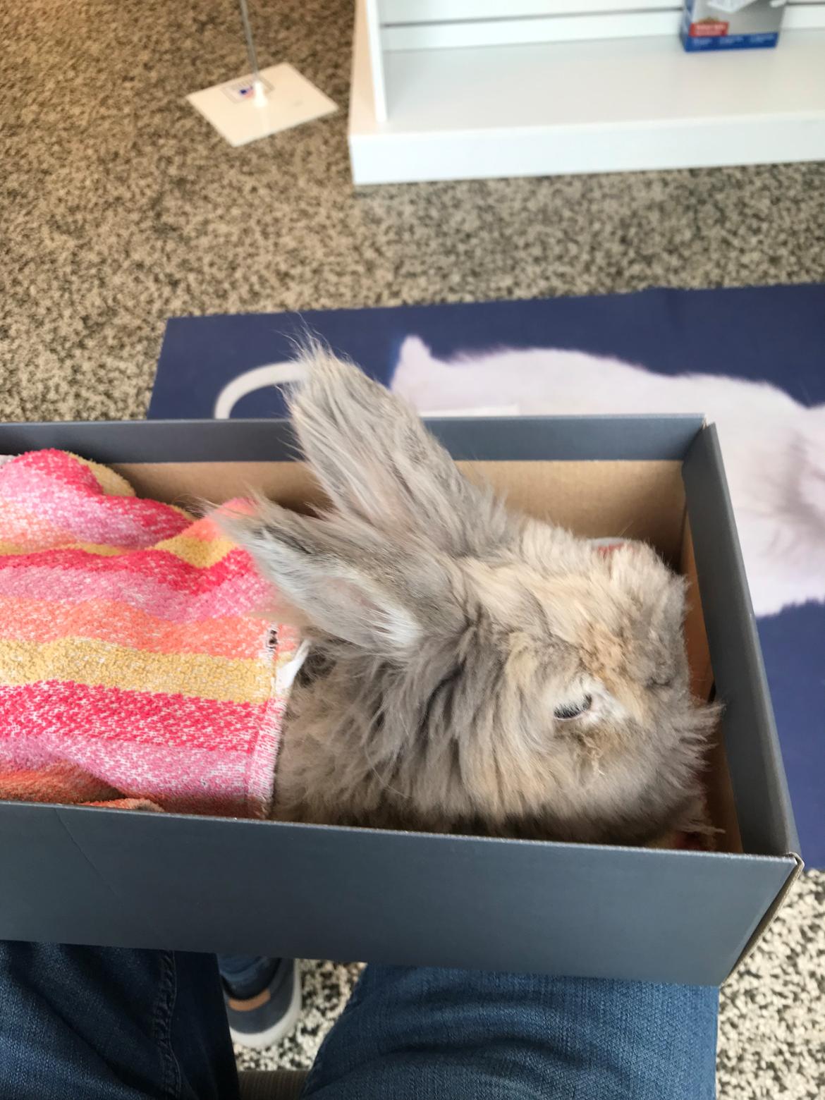 Kanin Pjuske R.I.P 3/6-2019 - Inden han skulle ind og have sit tjek billede 31