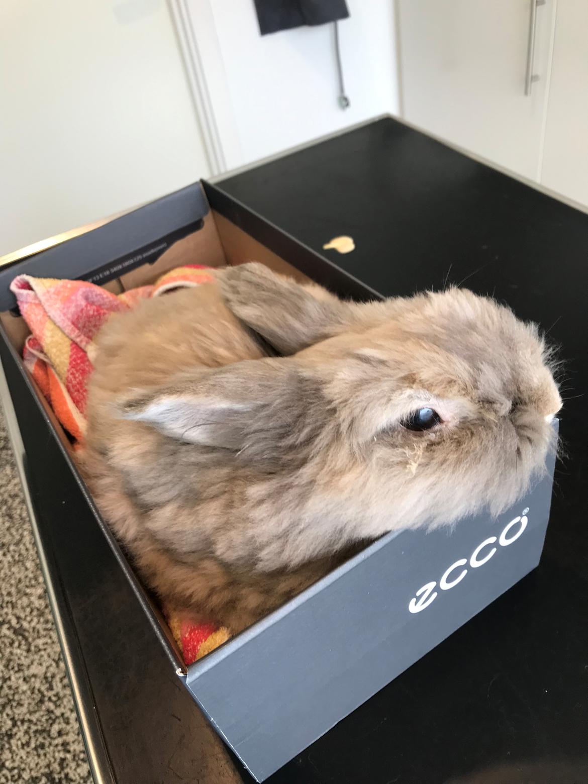 Kanin Pjuske R.I.P 3/6-2019 billede 33