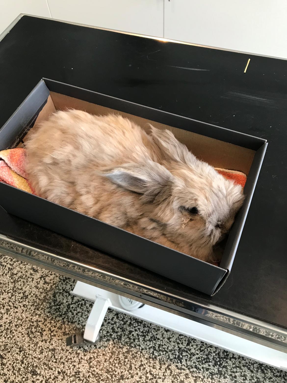 Kanin Pjuske R.I.P 3/6-2019 - Sidste få minutters livs tegn  billede 34