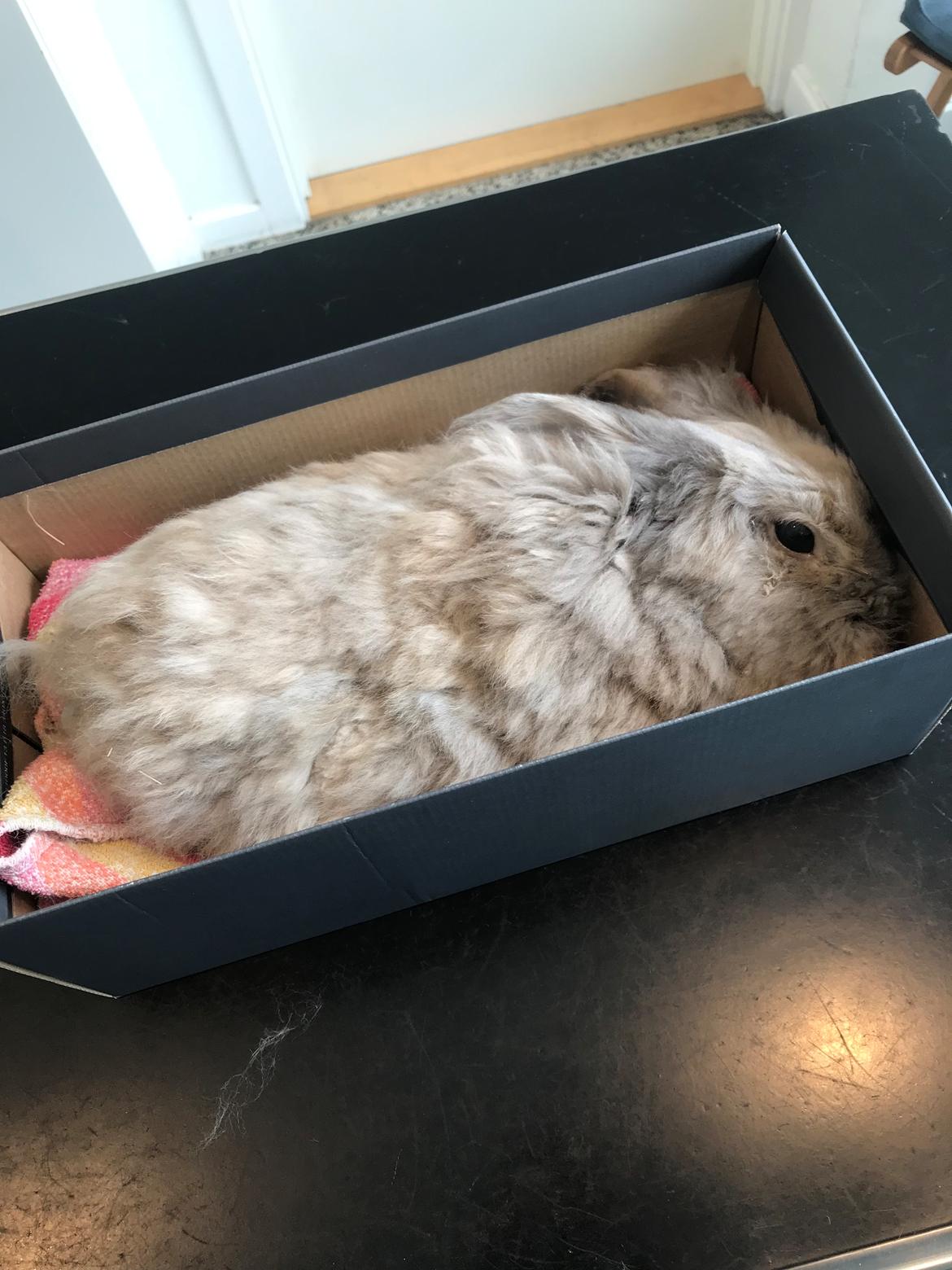 Kanin Pjuske R.I.P 3/6-2019 - Død pjuske 3/6-19 billede 35