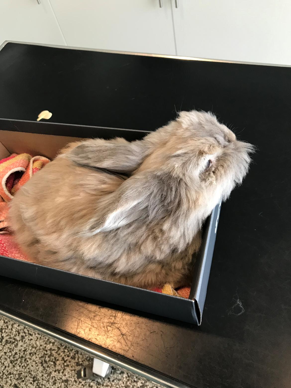 Kanin Pjuske R.I.P 3/6-2019 - En smule bedøvet pjuske billede 32