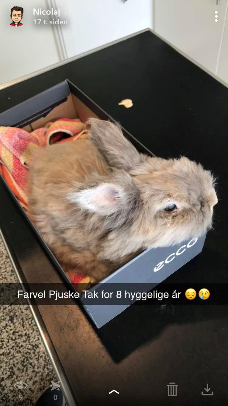 Kanin Pjuske R.I.P 3/6-2019 billede 36