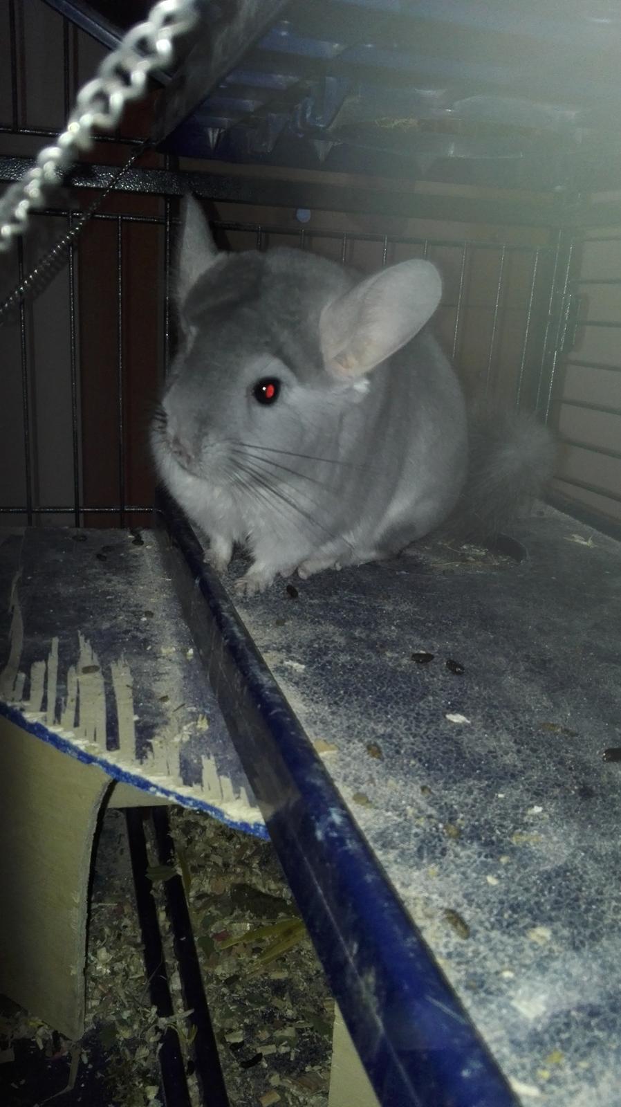 Chinchilla Meeko - Meeko er forsigtig men stadig nysgerrig 😍 billede 2