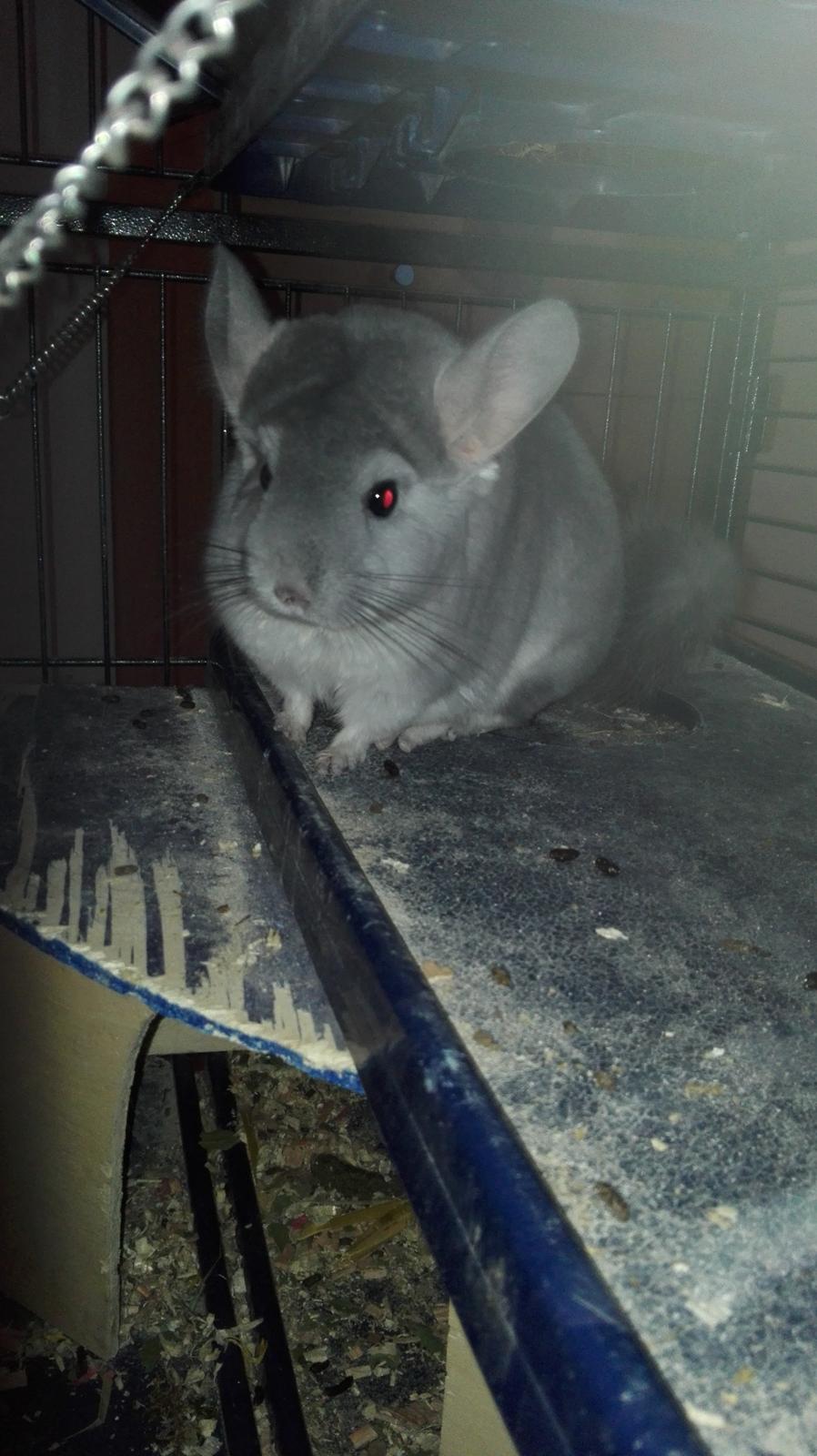 Chinchilla Meeko - Meeko følger med i alt 😂 billede 14