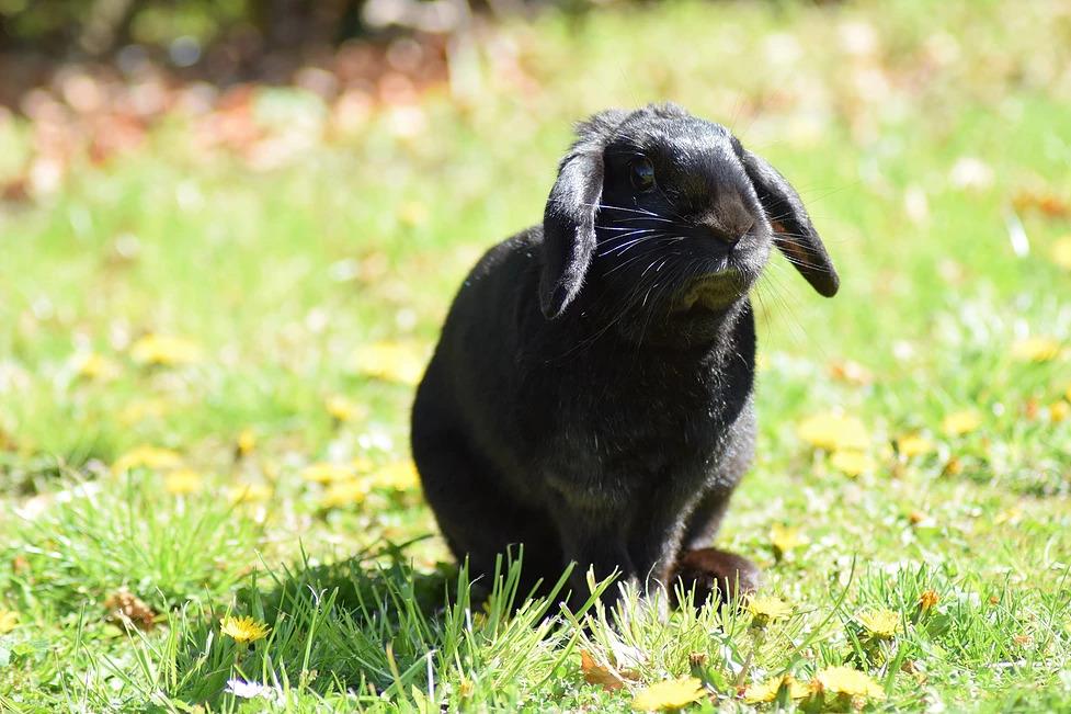 Kanin Funnys Ursus billede 2