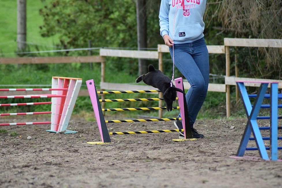 Kanin Funnys Ursus billede 3