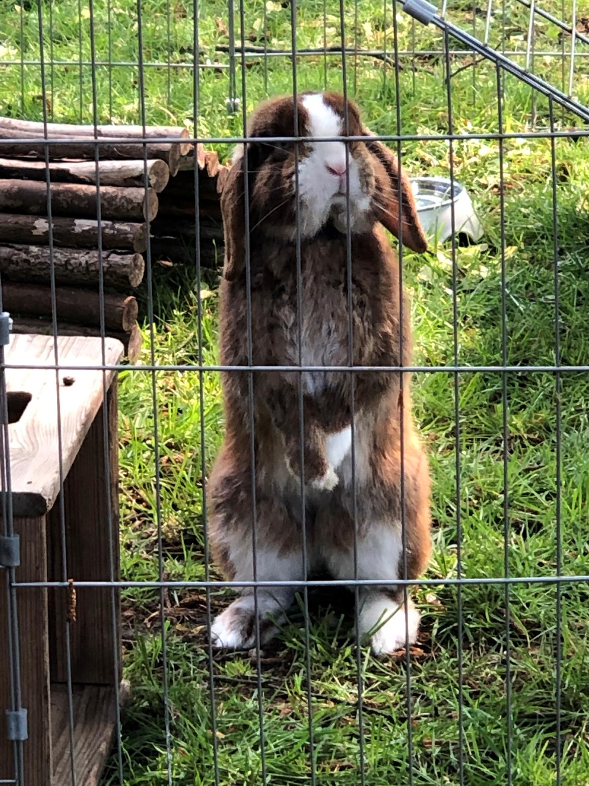 Kanin HrNanna. Dværgvædder/mini lop billede 12