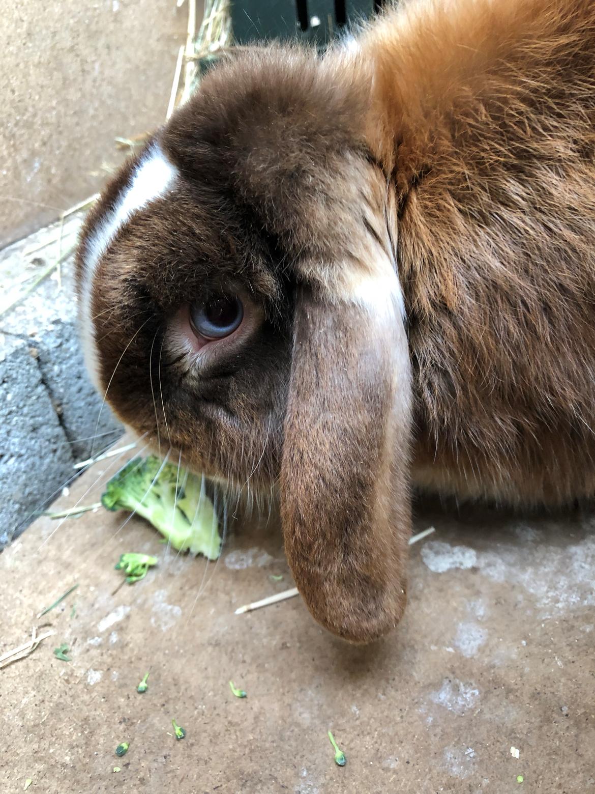 Kanin HrNanna. Dværgvædder/mini lop billede 13