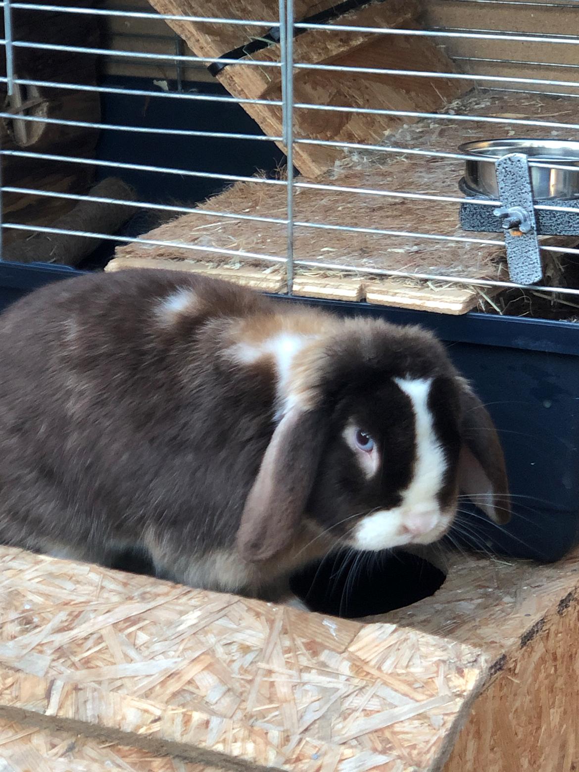 Kanin HrNanna. Dværgvædder/mini lop billede 17