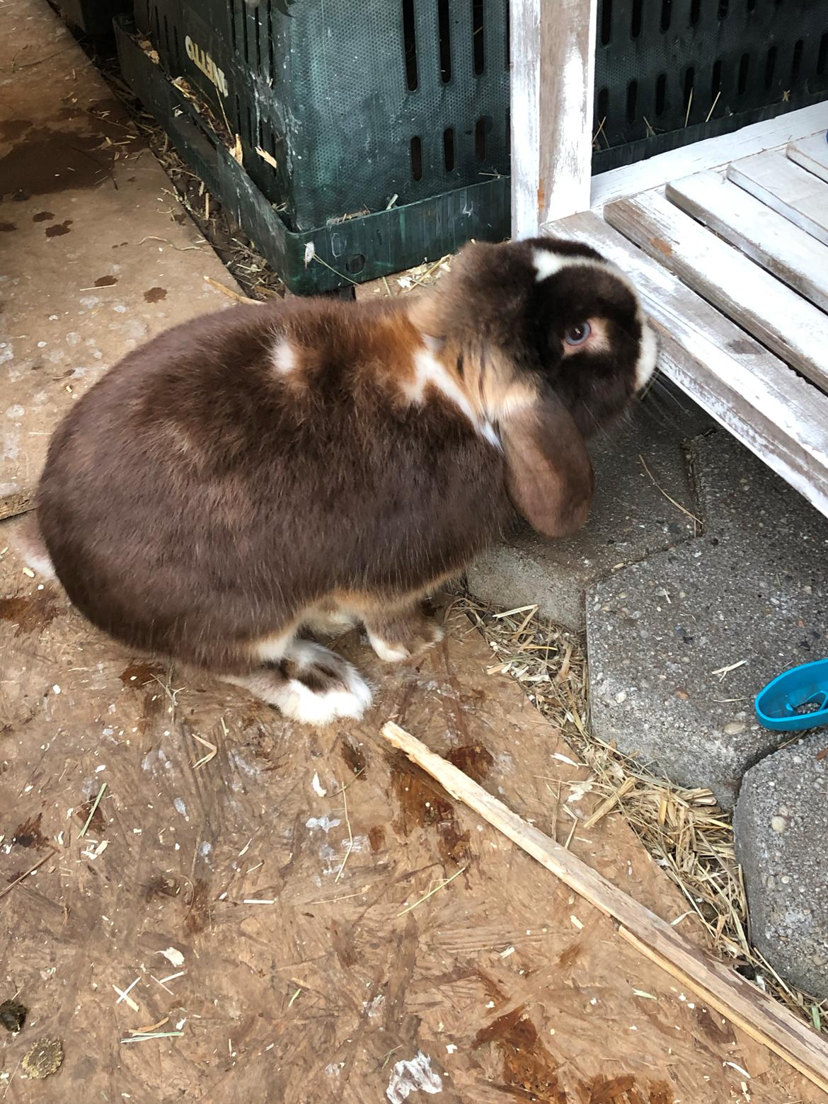 Kanin HrNanna. Dværgvædder/mini lop billede 18