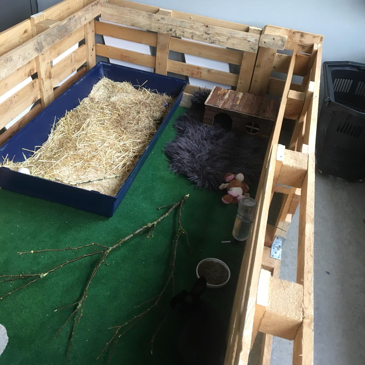 Kanin Prada billede 6