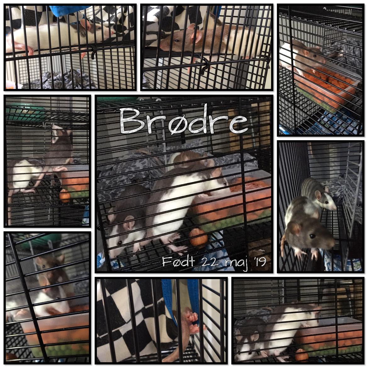 Tamrotte Koda billede 2