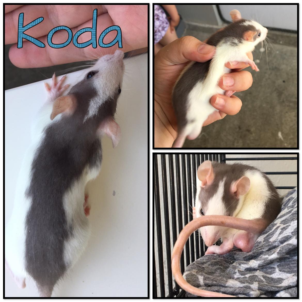 Tamrotte Koda billede 1