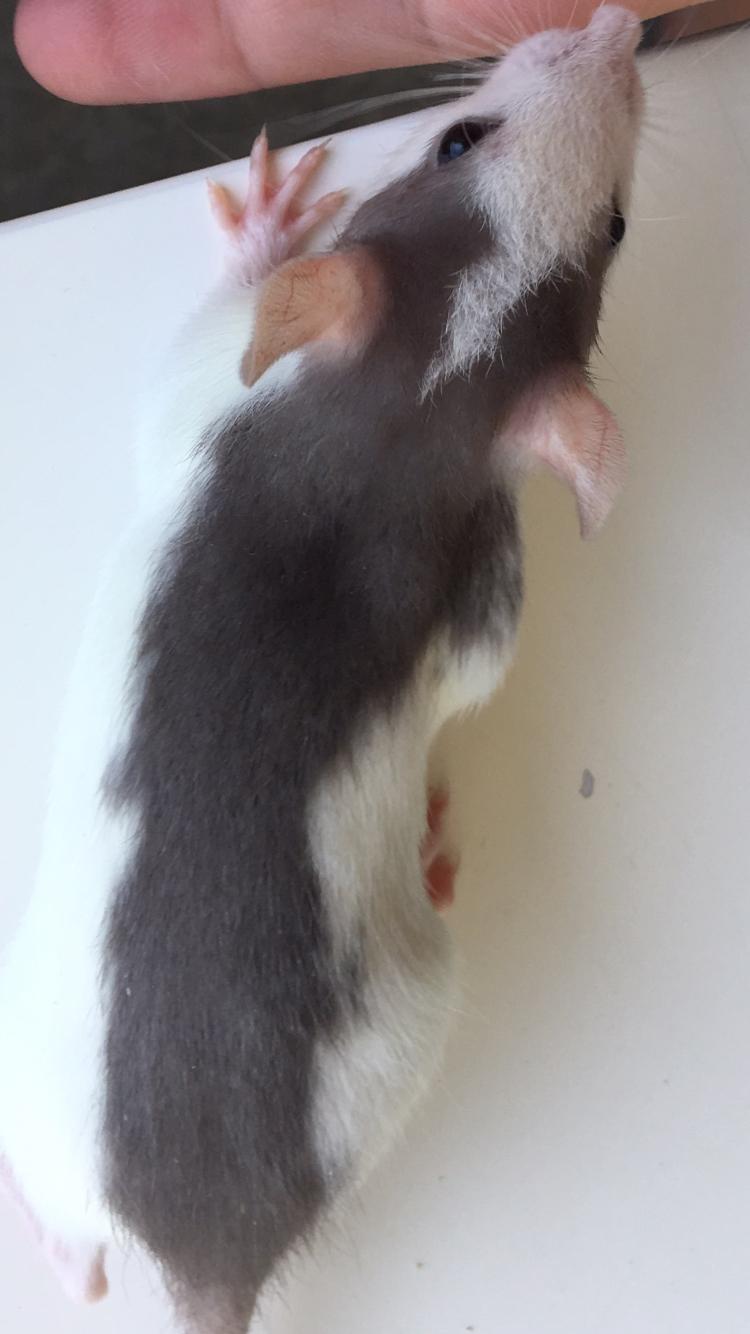 Tamrotte Koda billede 3