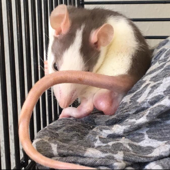 Tamrotte Koda billede 4