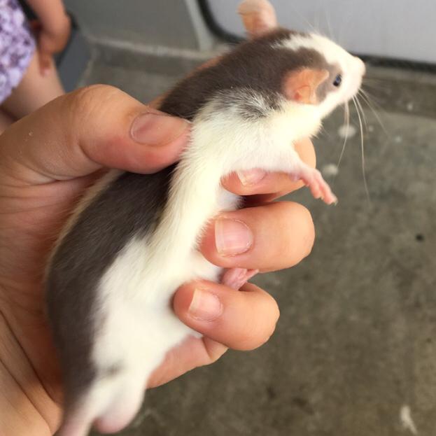 Tamrotte Koda billede 5