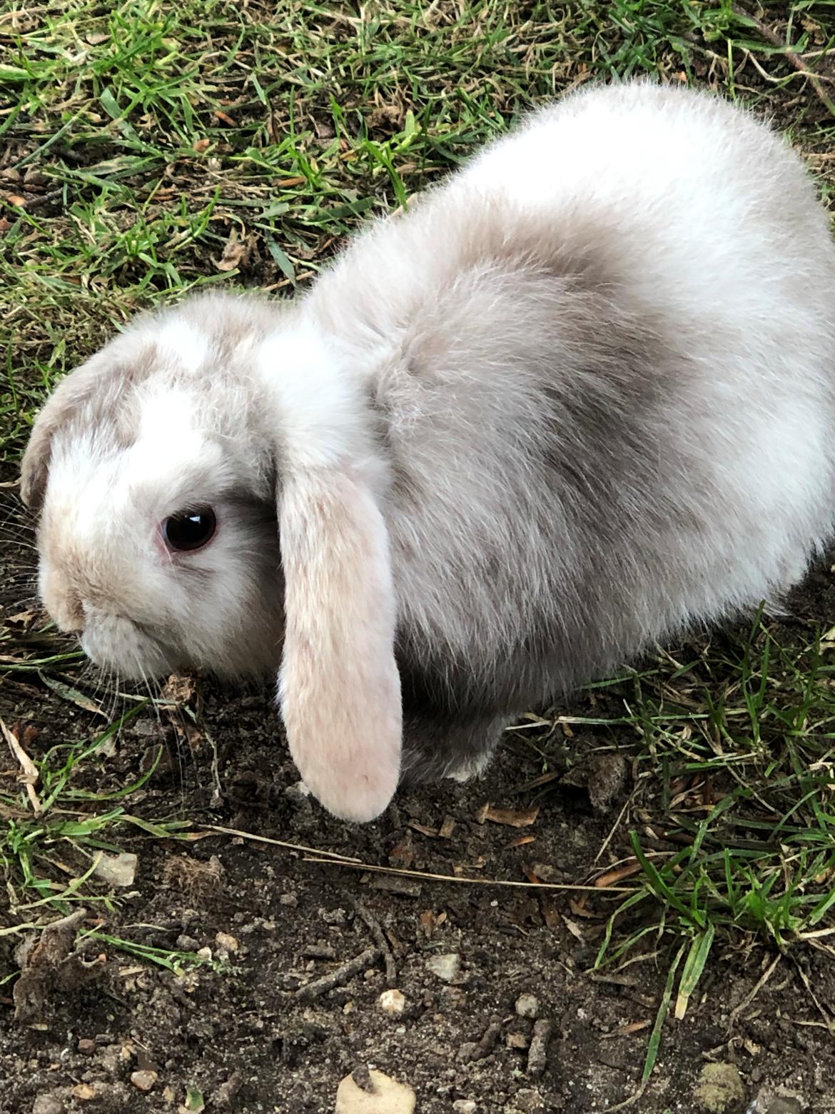 Kanin Mini lop Sigrid billede 8