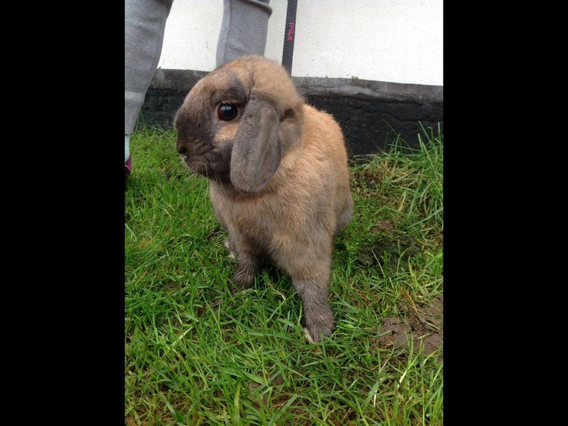 Kanin Buller - Hej og velkommen til Buller's profil:) billede 1