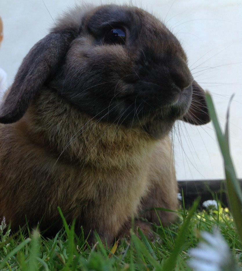 Kanin Buller billede 2