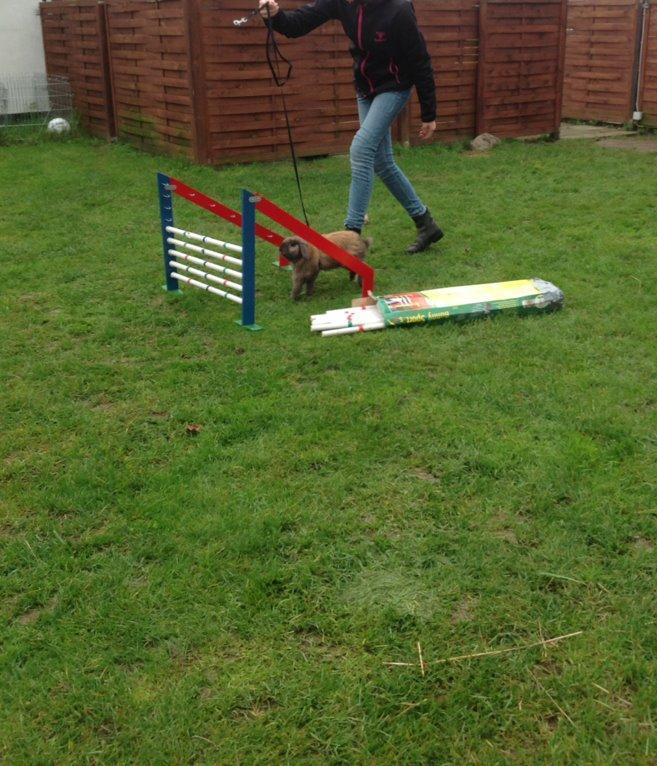 Kanin Buller - God til højdespring! billede 3