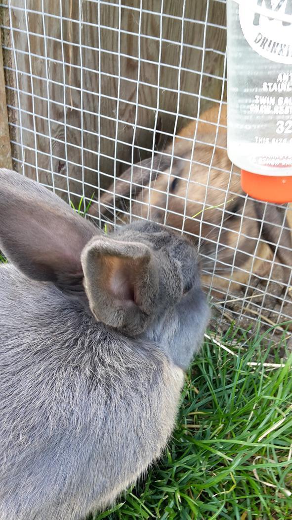 Kanin Buller - Brødre - kærlighed<3 billede 4