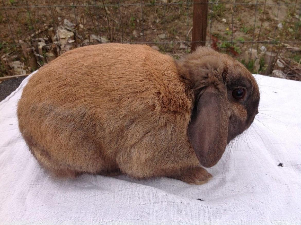 Kanin Buller billede 5