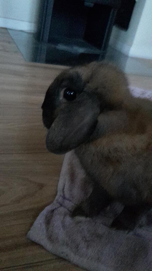 Kanin Buller billede 6