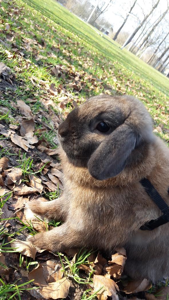 Kanin Buller billede 7
