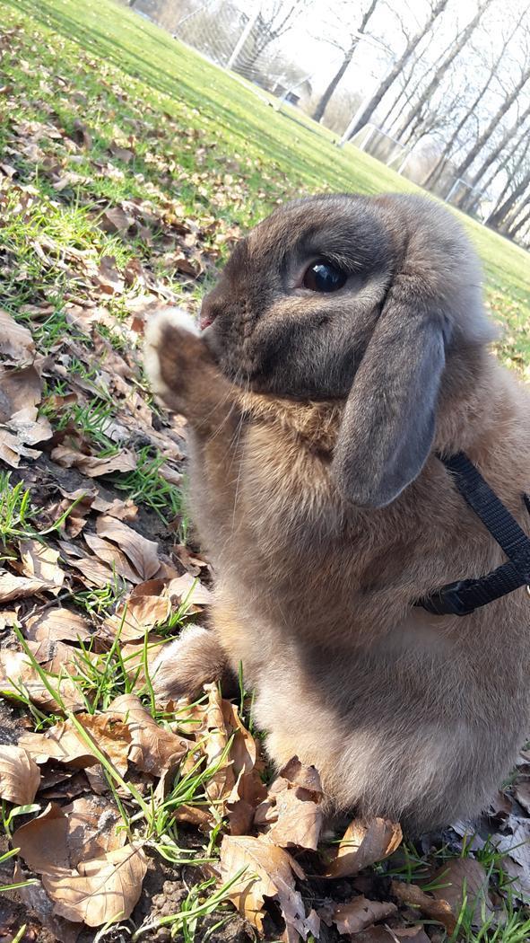 Kanin Buller billede 8