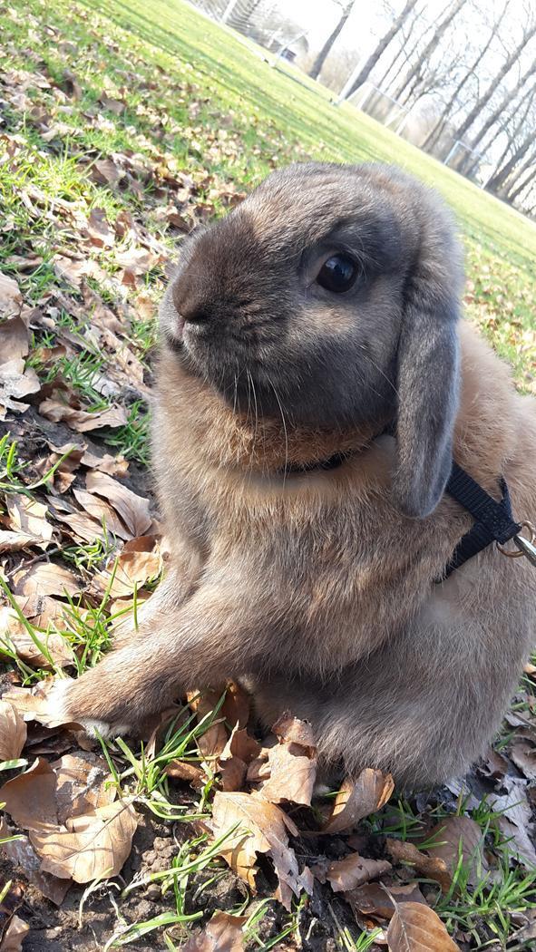 Kanin Buller billede 9