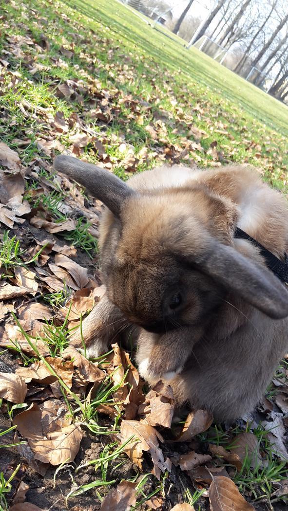 Kanin Buller billede 10
