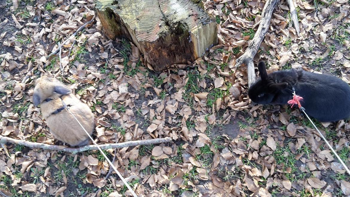 Kanin Buller billede 11