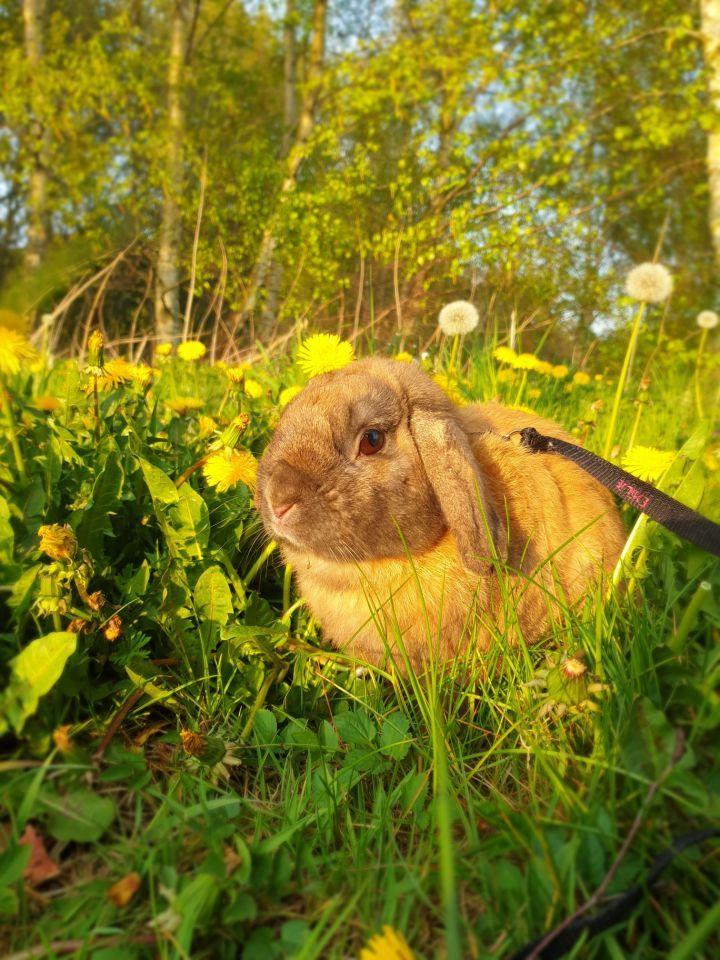 Kanin Buller - Smuk, smuk;) billede 12