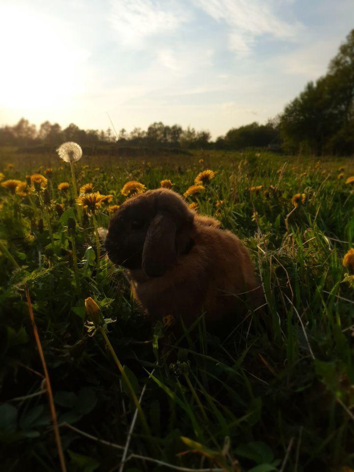 Kanin Buller billede 13