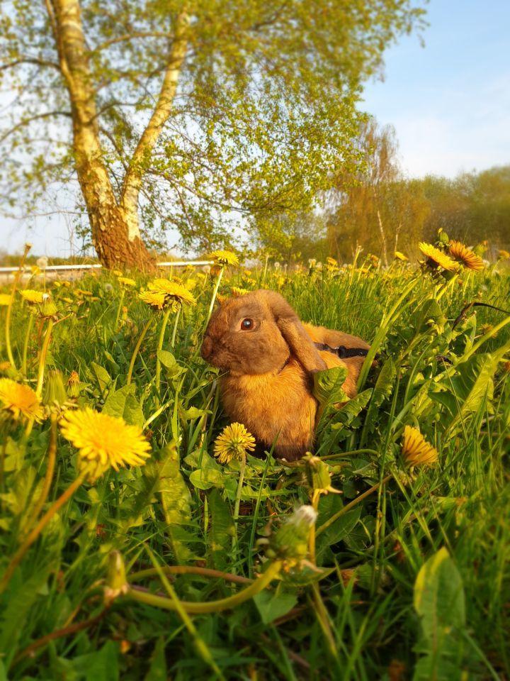 Kanin Buller billede 14