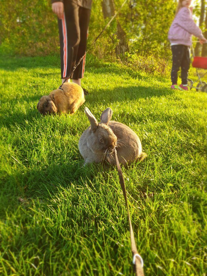 Kanin Buller billede 15