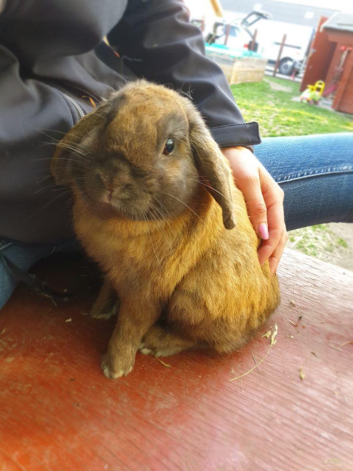 Kanin Buller billede 16