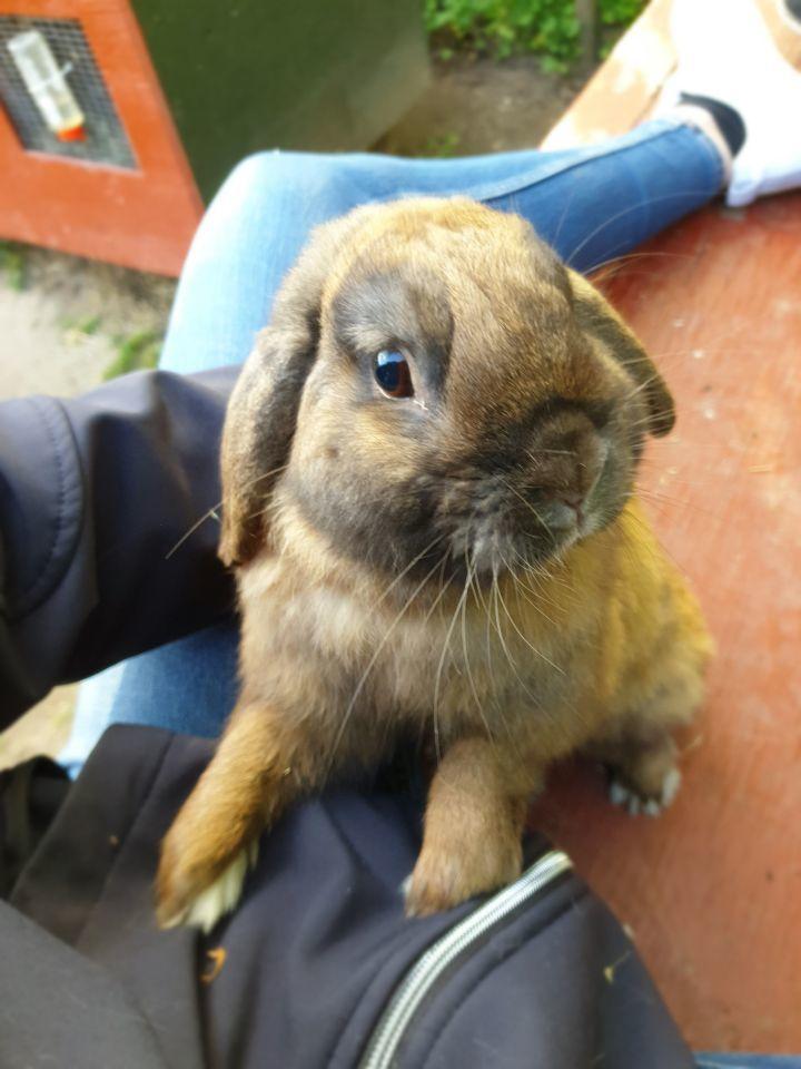 Kanin Buller - <3 billede 17