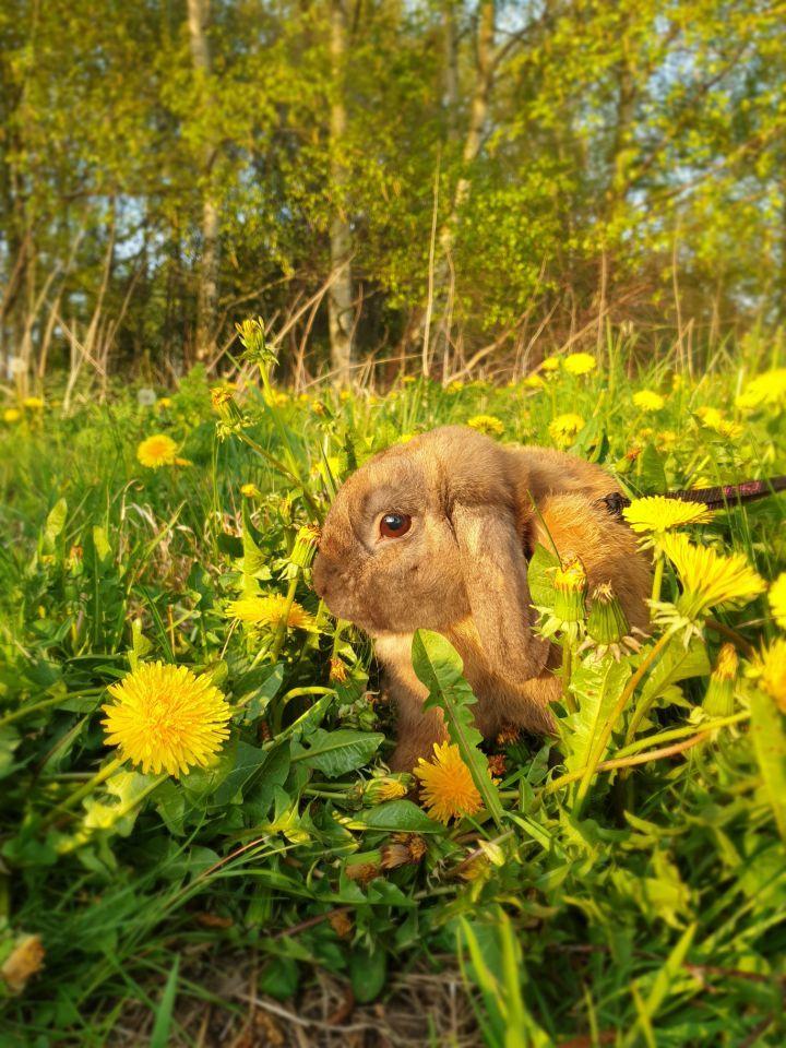 Kanin Buller billede 18