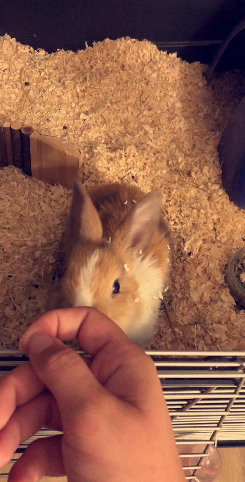 Kanin Luna billede 4