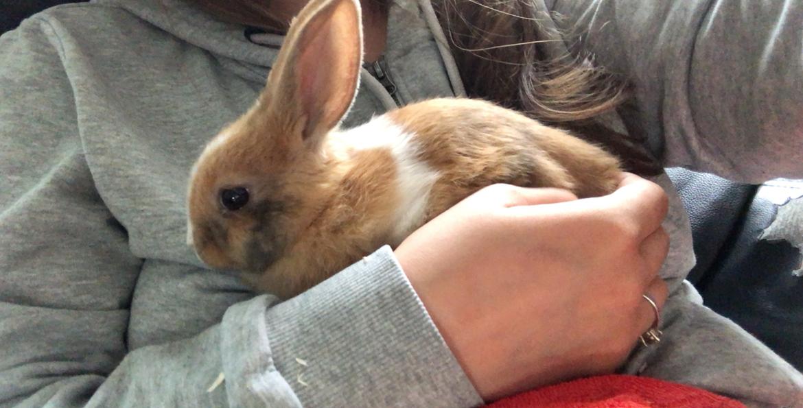 Kanin Luna billede 5