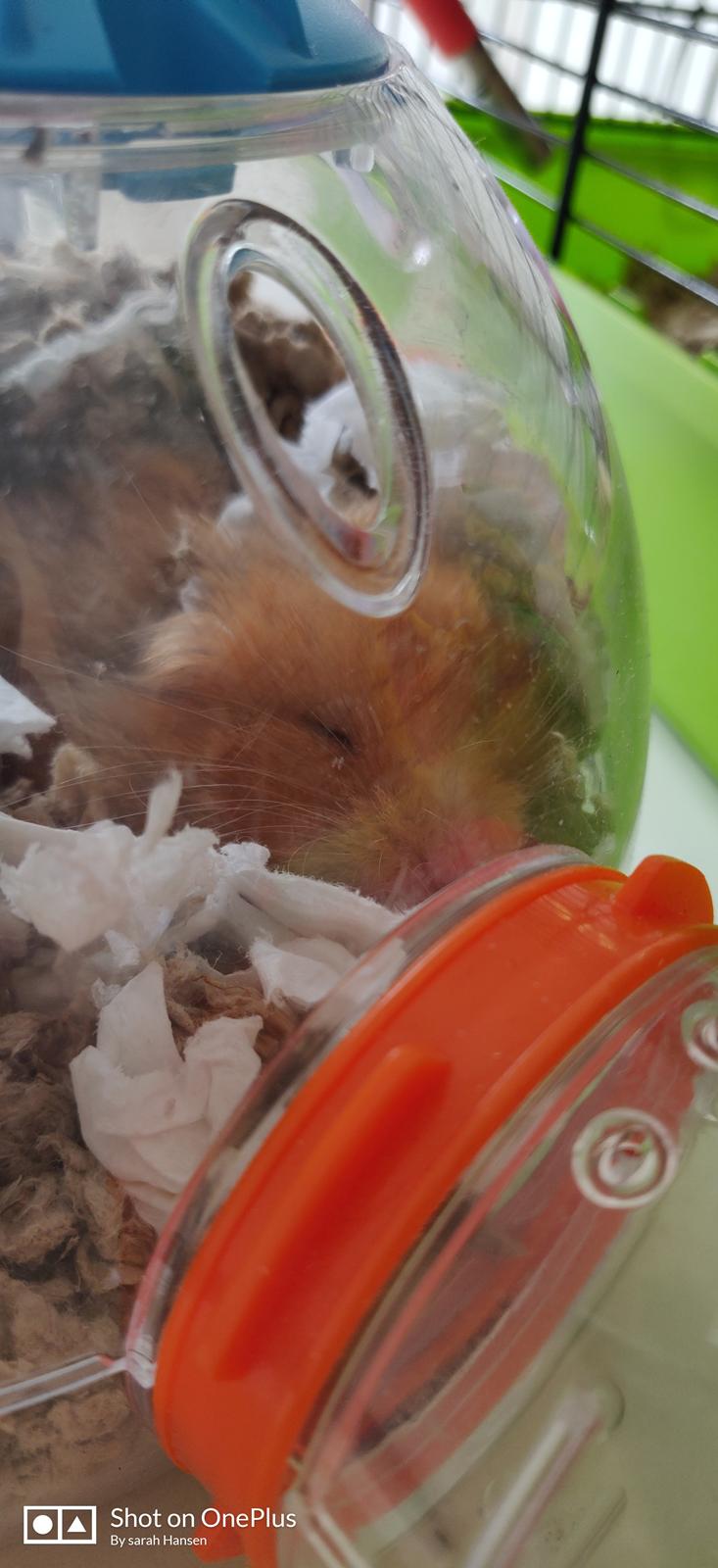 Hamster Børge billede 4