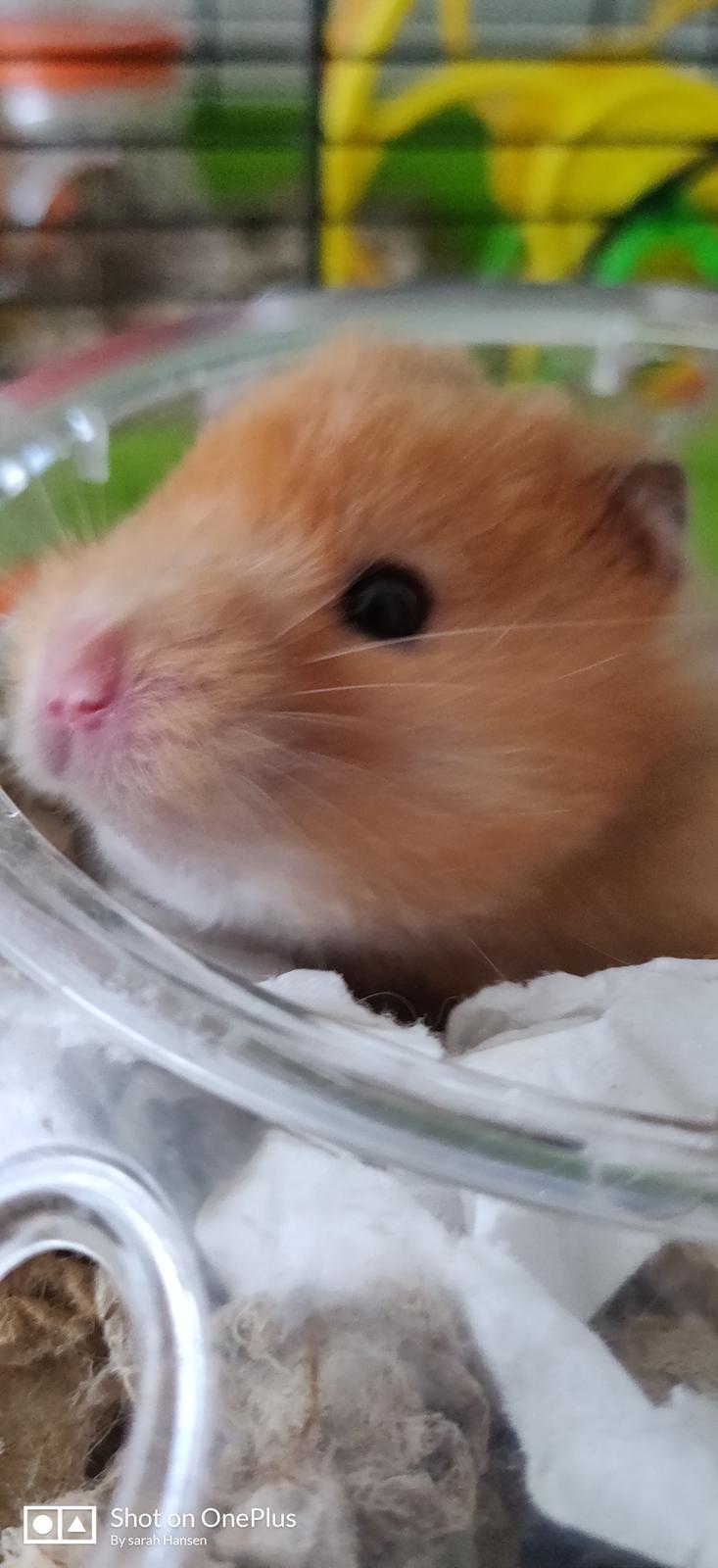 Hamster Børge billede 3